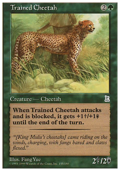 Trained Cheetah