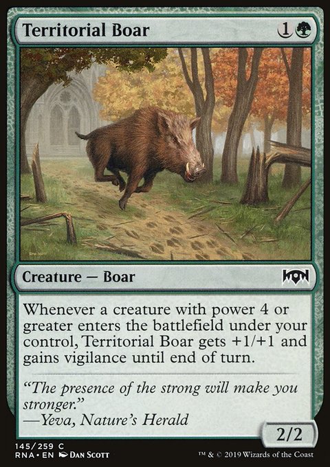 Territorial Boar